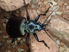 Calosoma oceanicum
