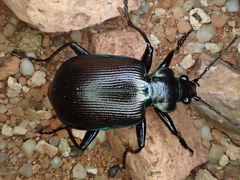 Calosoma oceanicum