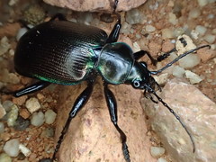 Calosoma oceanicum