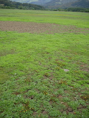 Centipeda cunninghamii