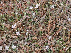 Crassula sinclairii