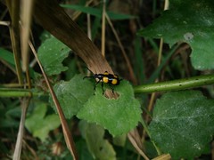 Lilioceris quadripustulata