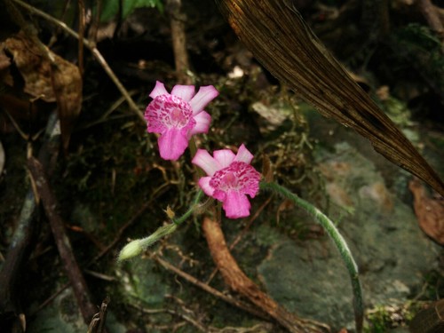 Calanthe cardioglossa · iNaturalist