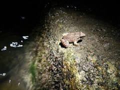 Limnonectes limborgi