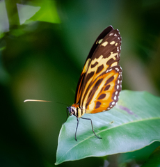 Tithorea harmonia pseudethra
