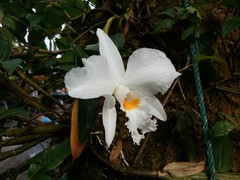 Dendrobium infundibulum