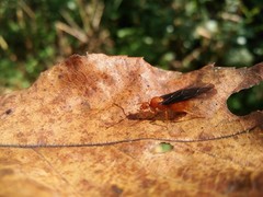Prenolepis