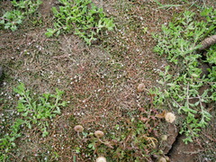 Crassula sinclairii