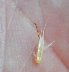 Rytidosperma duttonianum