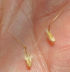 Rytidosperma duttonianum