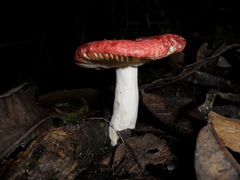 Russula