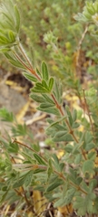 Balbisia gracilis