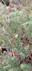 Balbisia gracilis