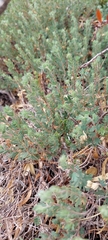 Balbisia gracilis