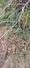 Balbisia gracilis