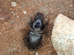 Phorticosomus
