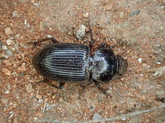 Phorticosomus