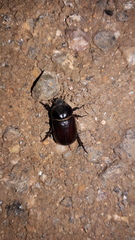 Semanopterus