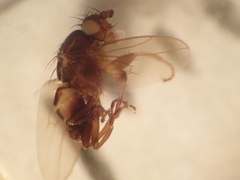 Leptocera