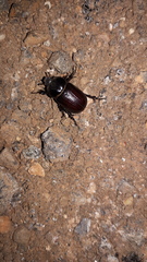 Semanopterus
