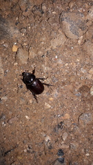 Semanopterus