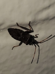 Leptoglossus clypealis