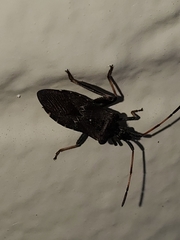 Leptoglossus clypealis