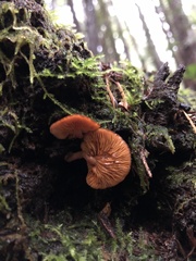 Gymnopilus oregonensis