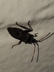 Leptoglossus clypealis