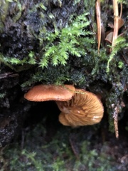 Gymnopilus oregonensis
