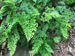 Adiantum atroviride