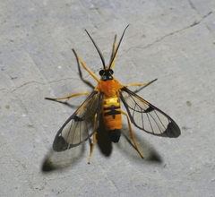 Pseudosphex leovazquezae