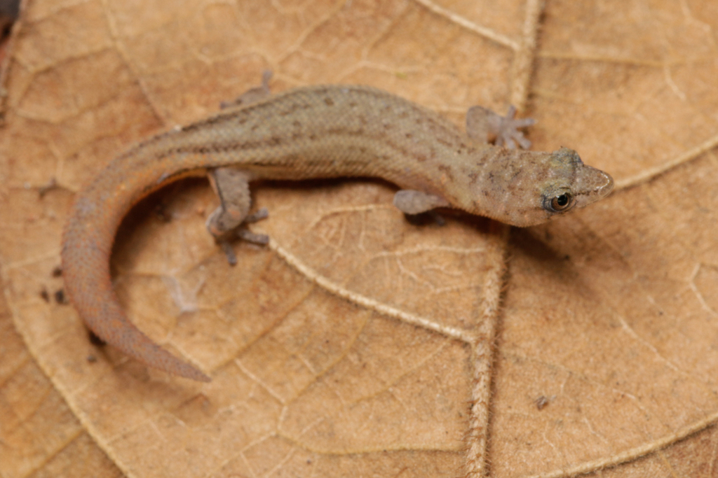 Jaragua Sphaero