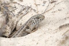 Liopholis multiscutata