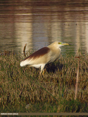 Indian Pond Heron - Photo (c) Imran Shah, some rights reserved (CC BY-SA)