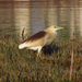 Indian Pond-Heron - Photo (c) Imran Shah, some rights reserved (CC BY-SA)
