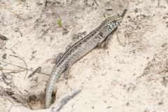 Liopholis multiscutata