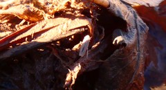 Graphocephala uhleri