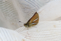 Ancyloxypha melanoneura