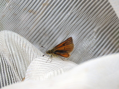 Ancyloxypha melanoneura