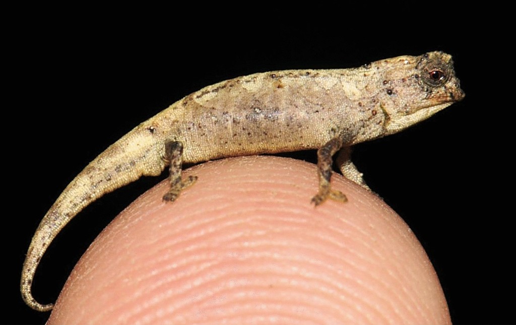 Sorata Stub-tailed Chameleon