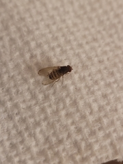 Drosophila immigrans