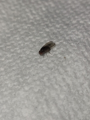 Drosophila immigrans