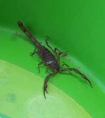 Centruroides elegans