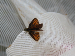 Ancyloxypha melanoneura