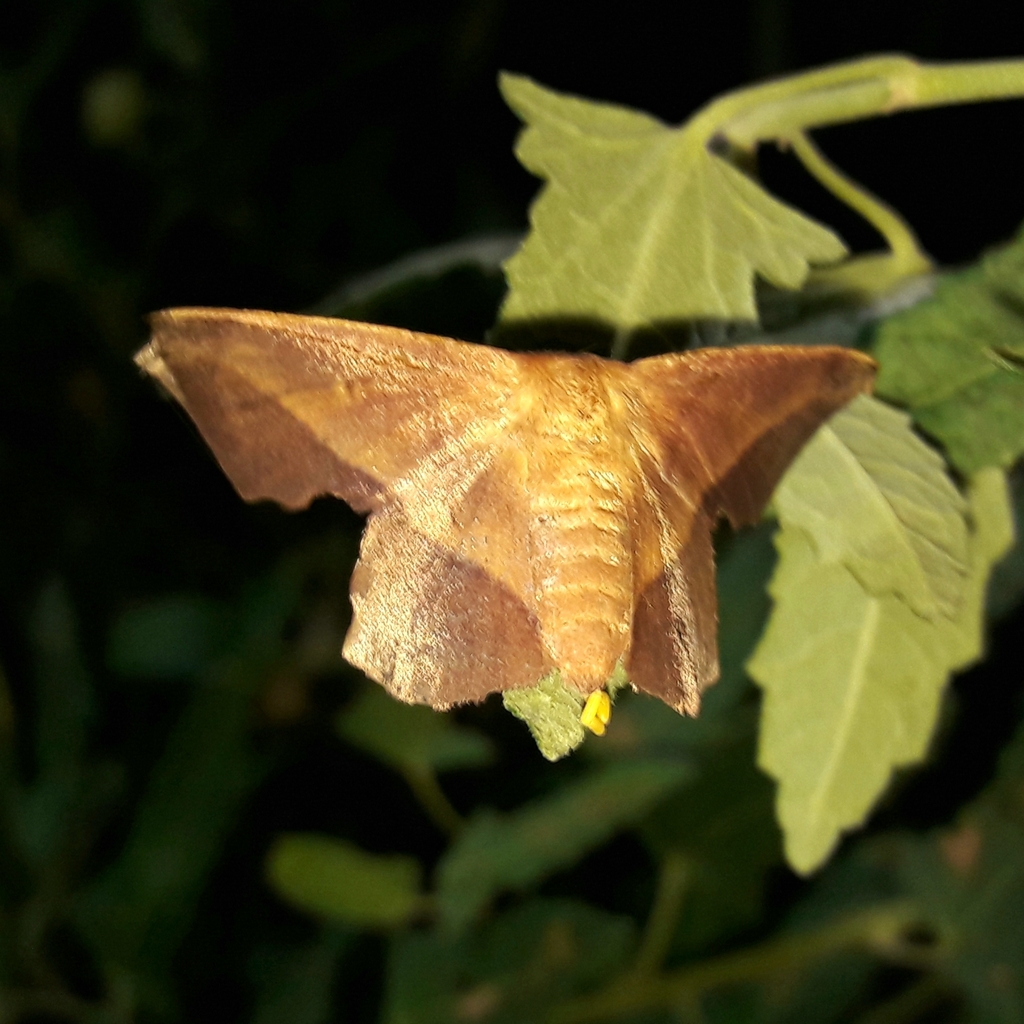 Trogoptera dietricha