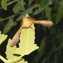 Trogoptera dietricha