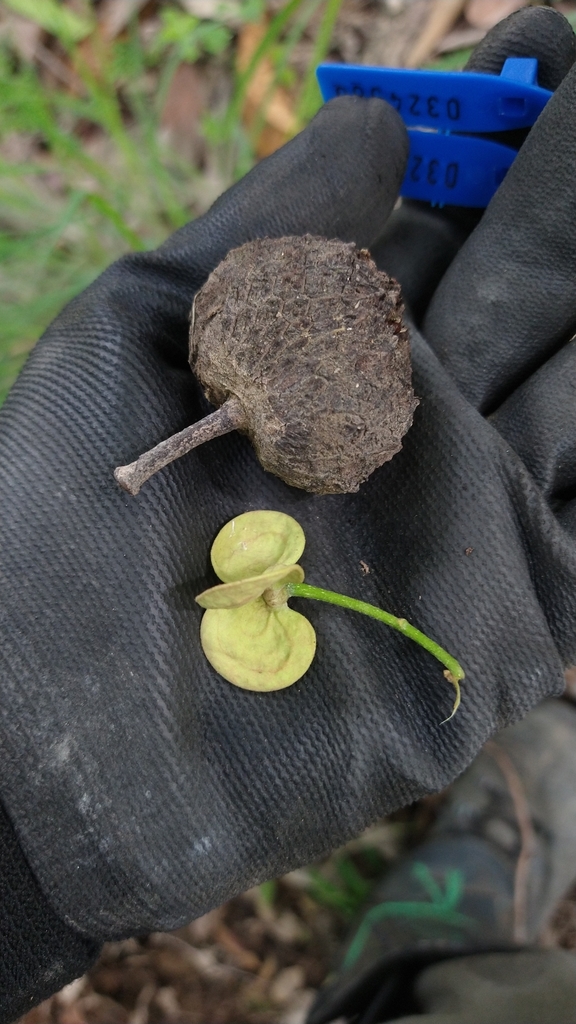 Annona dolabripetala (Araticuí)