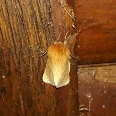Paracles aurantiaca