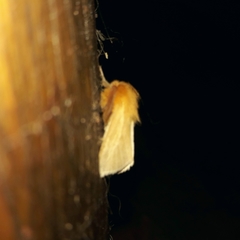 Paracles aurantiaca
